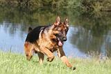 BERGER ALLEMAND 716